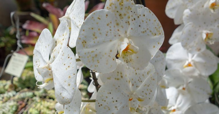 Phalaenopsis Aphrodite Orchid Growing & Care Guide - Featured image
