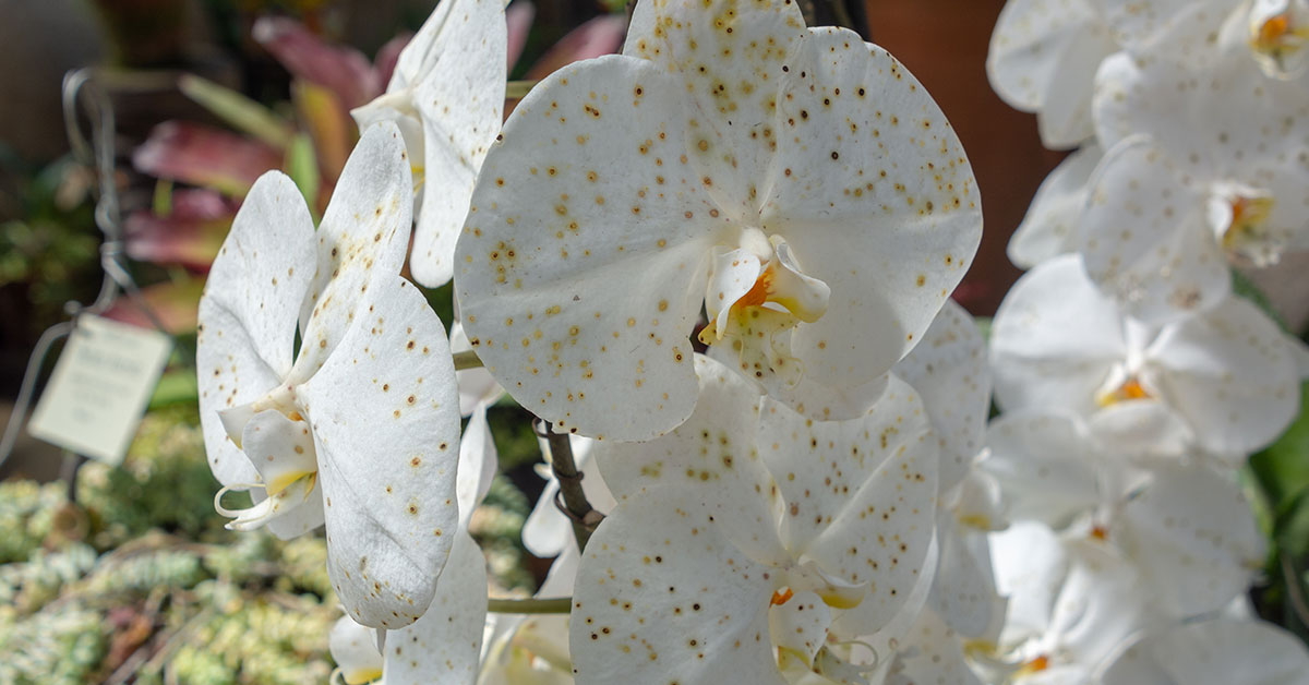 Phalaenopsis aphrodite