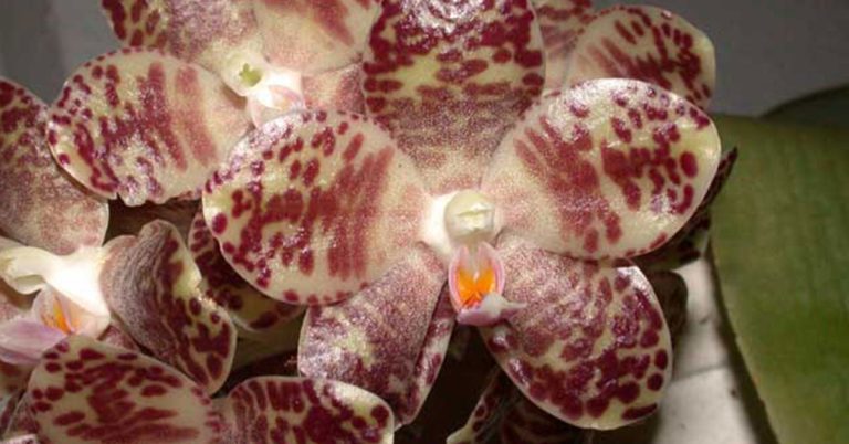 Phalaenopsis Gigantea Orchid Care Guide - Featured image