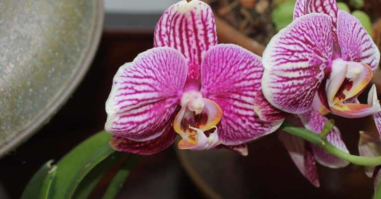 Phalaenopsis Schilleriana Orchid Care - Featured image