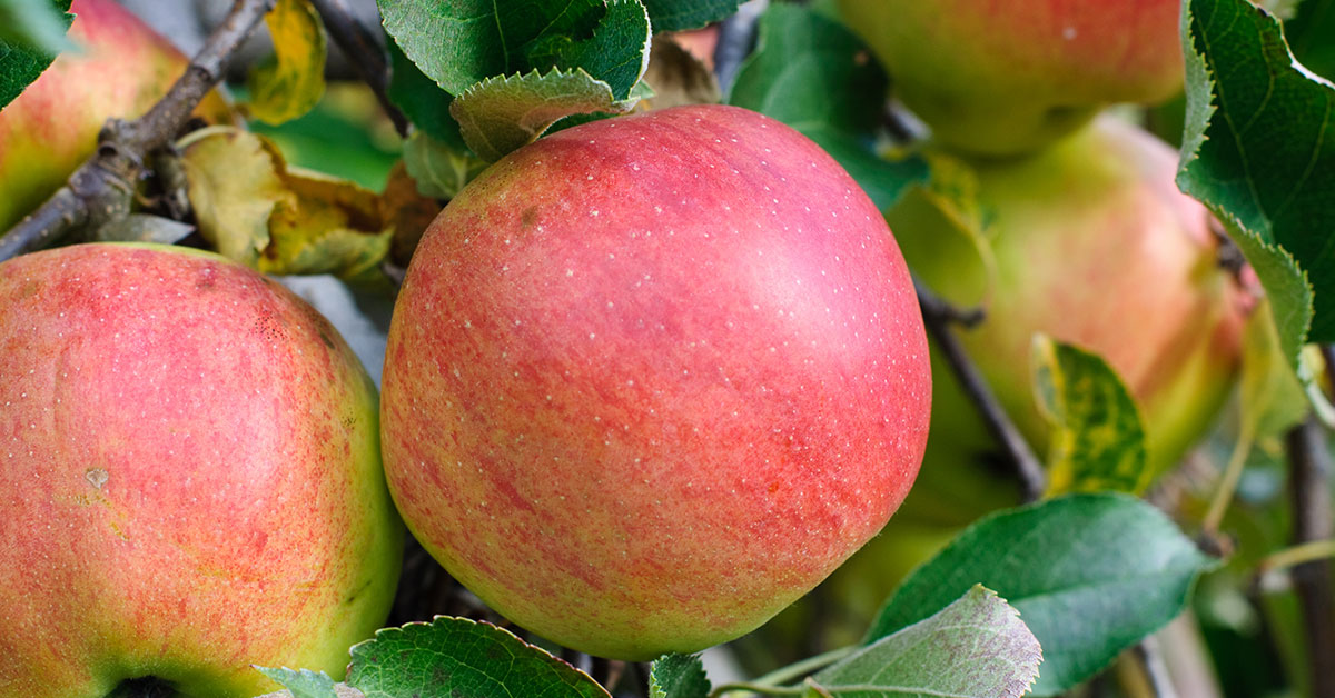 Baldwin Apples: History, Growing Tips, and Harvesting Guide