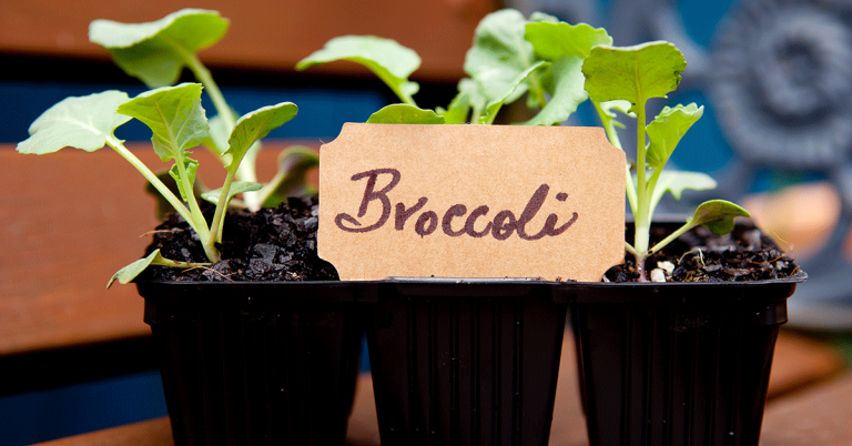 When To Plant Broccoli In Zone 1 - Featured image