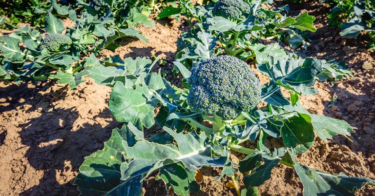 15 Tips for a Bountiful Broccoli Harvest - Featured image
