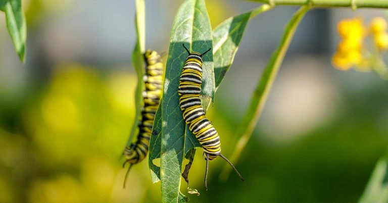 How To Support Butterflies In Your Garden - Featured image