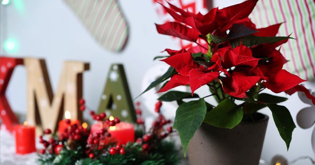 10 Best Christmas Flowers For Holiday Decor - Featured image