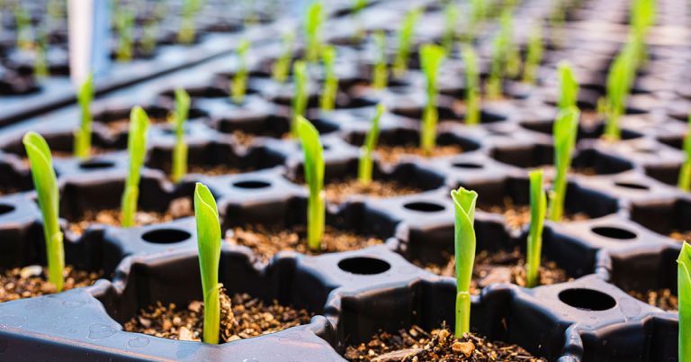 Serendipity Corn: Growing & Care Guide - Featured image