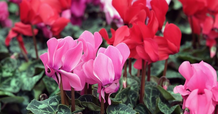 10 Beautiful Plants With Heart-Shaped Leaves - Featured image