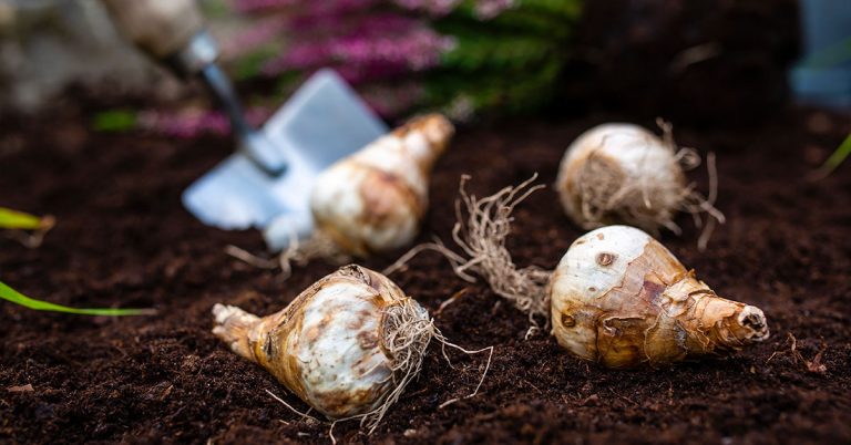 10 Plants You Have to Divide in September for Bigger Blooms Next Year - Featured image