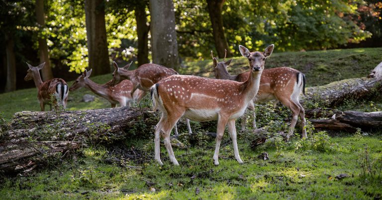 Daylilies Might Be Attracting Deer To Your Garden - Featured image