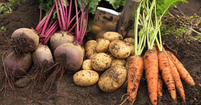 How to Harvest and Store Your Late Summer Crops in September - Featured image