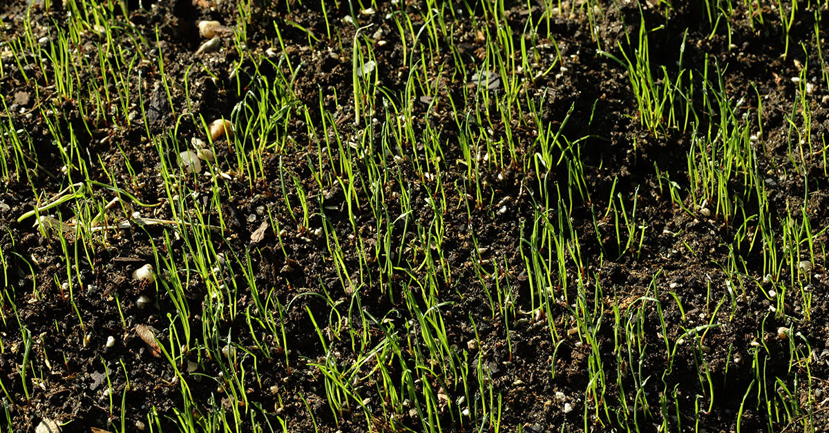 grass sprouts