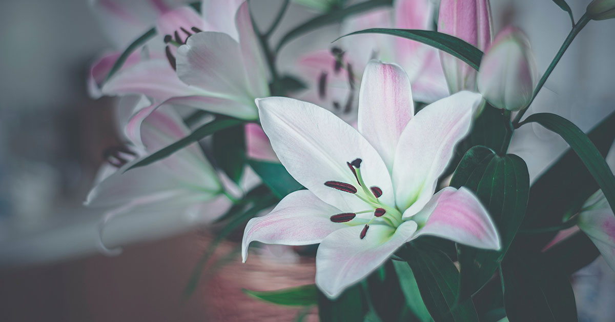 Are Lilies Toxic To Cats? - The Garden Magazine