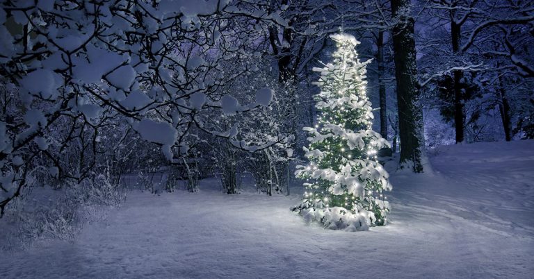 How To Grow A Christmas Tree At Home - Featured image