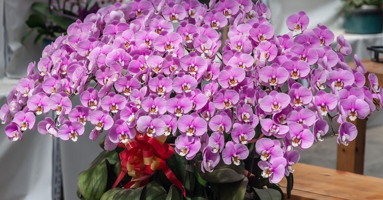 Phalaenopsis Orchid Growing & Care Guide - Featured image
