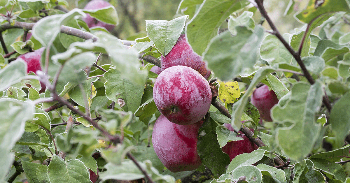 plums growing on a tree