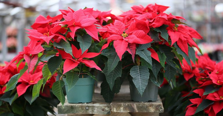 How To Care For Poinsettias After Christmas - Featured image