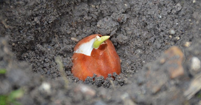 When To Plant Tulip Bulbs In Zone 7 - Featured image