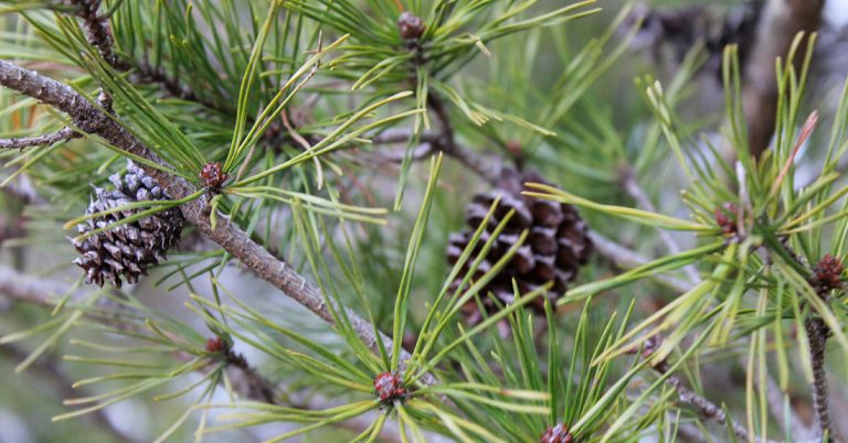 12 Reasons Why You Should Be Using Fallen Pinecones In Your Garden - Featured image