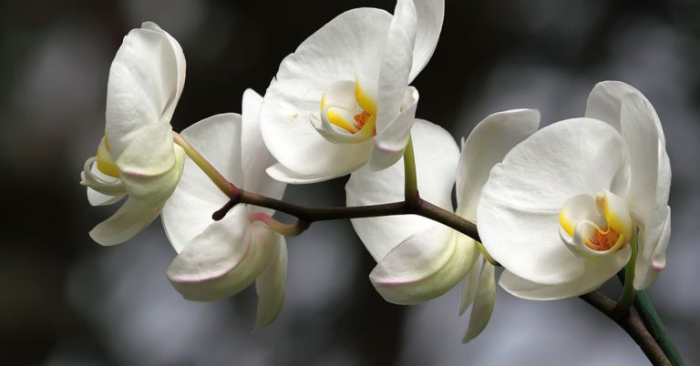 How To Dry Orchids For Preservation - Featured image