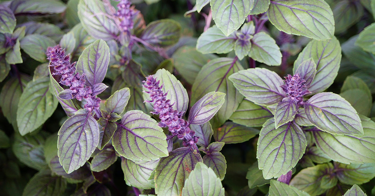 African Blue Basil Growing & Care Guide - The Garden Magazine