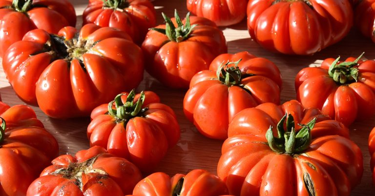 fourth of july tomato daves garden