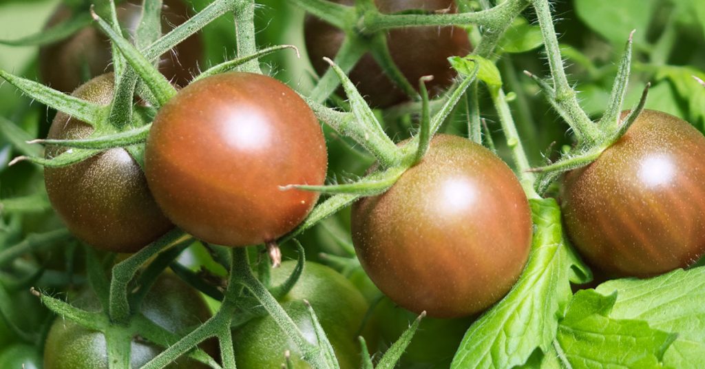 Japanese Black Trifele Tomato Care The Garden Magazine