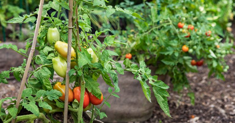 Martino’s Roma Tomato Growing Guide - Featured image