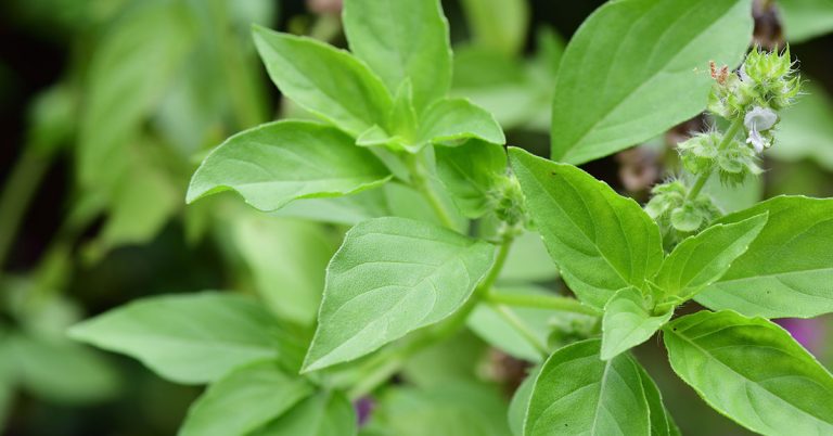 Thai Lemon Basil Care Guide - Featured image