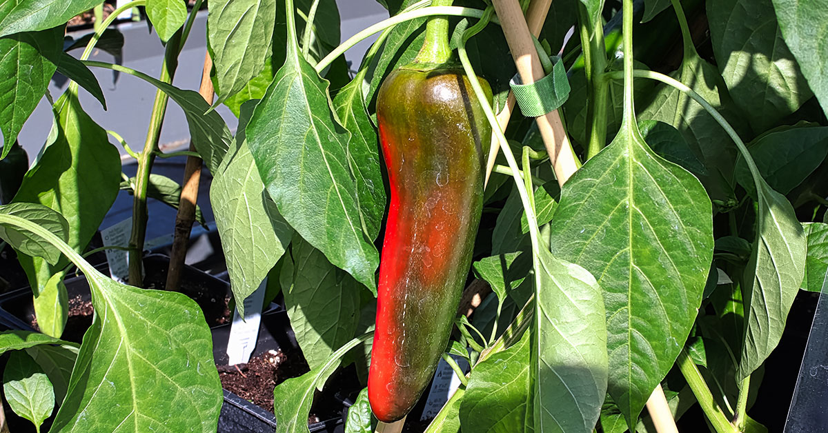 anaheim pepper plant