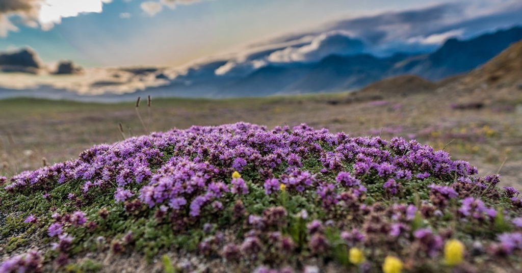 Arctic Thyme (Thymus praecox ssp. arcticus) Growing & Care - Featured image
