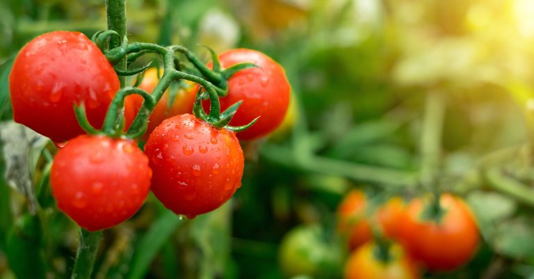 Arkansas Traveler Tomato Growing Guide - Featured image