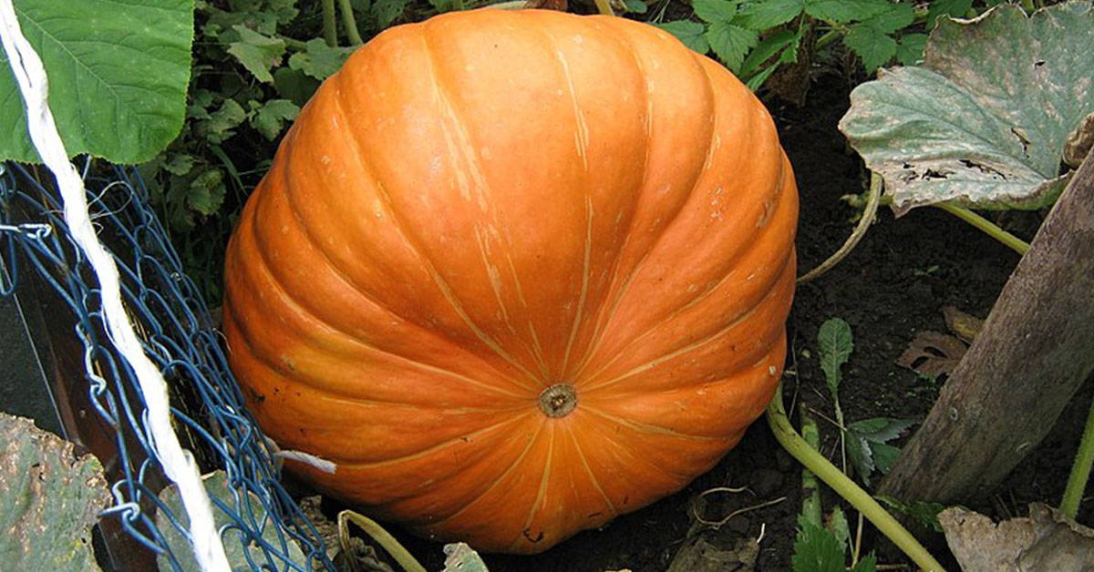 atlantic giant pumpkin