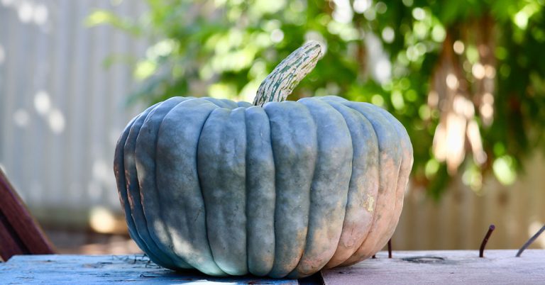 Australian Blue Pumpkin Growing Guide - Featured image