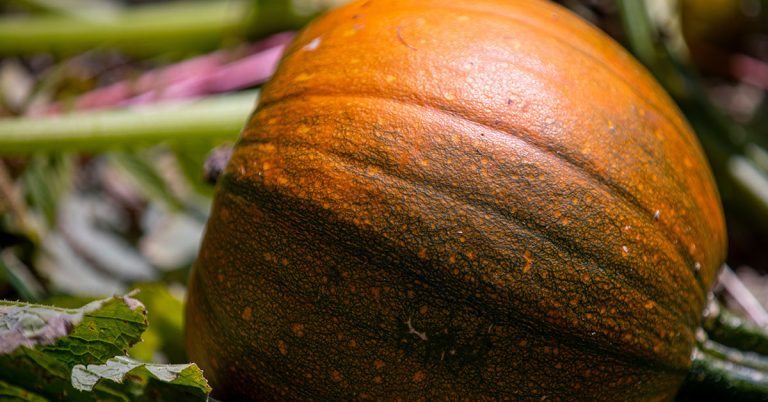 Autumn Gold Pumpkin Growing & Uses - Featured image