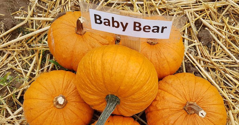 Baby Bear Pumpkin Growing & Care - Featured image
