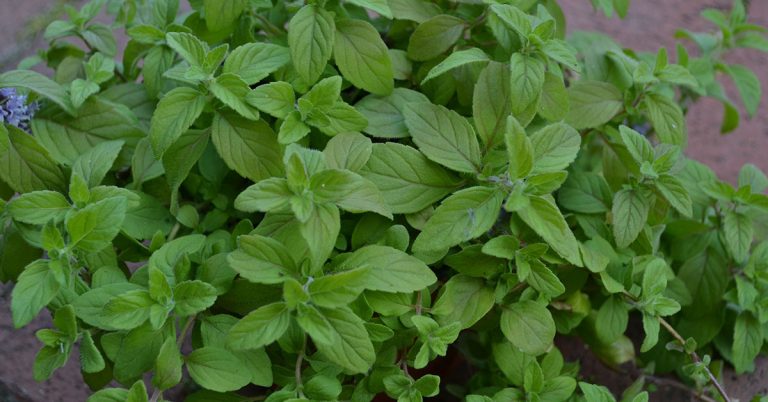 Banana Mint Growing & Care Guide - Featured image