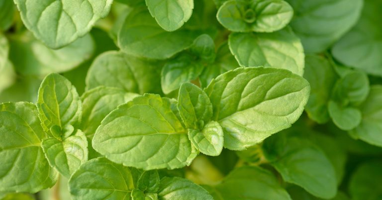 Basil Mint Growing & Care Guide - Featured image