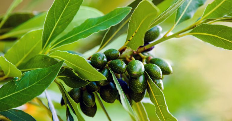 Bay Laurel Growing & Care Guide - Featured image
