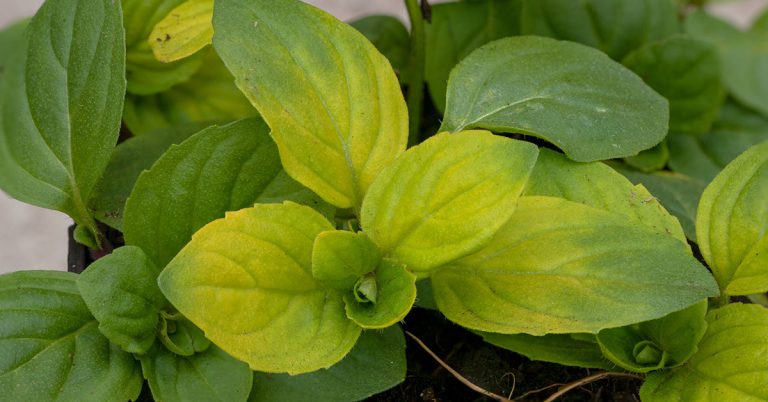 Berries And Cream Mint Growing Guide - Featured image