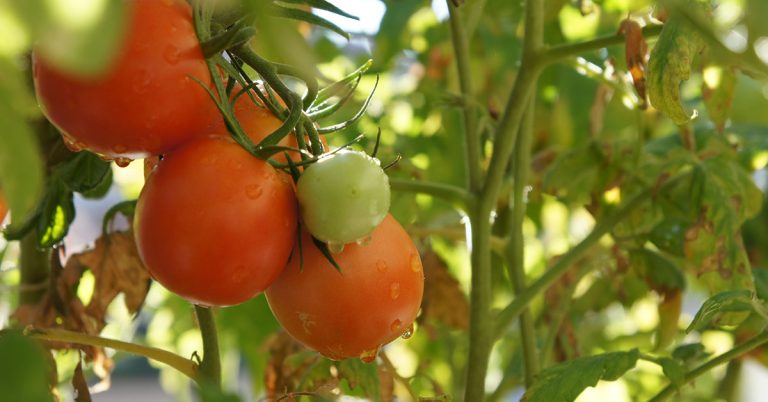 Better Boy Tomato Growing & Uses - Featured image