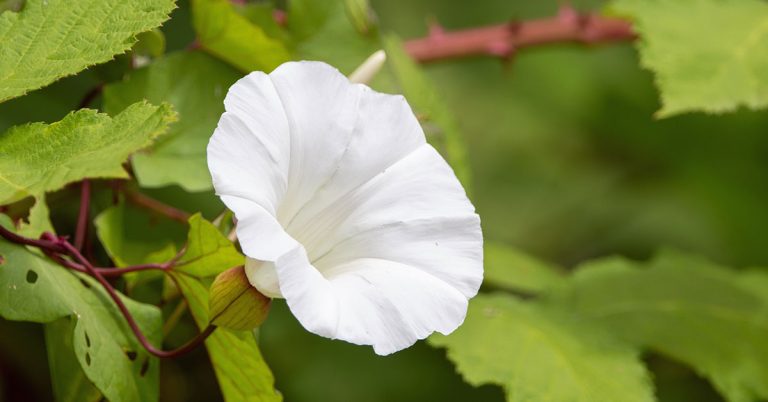 How To Get Rid Of Bindweed - Featured image