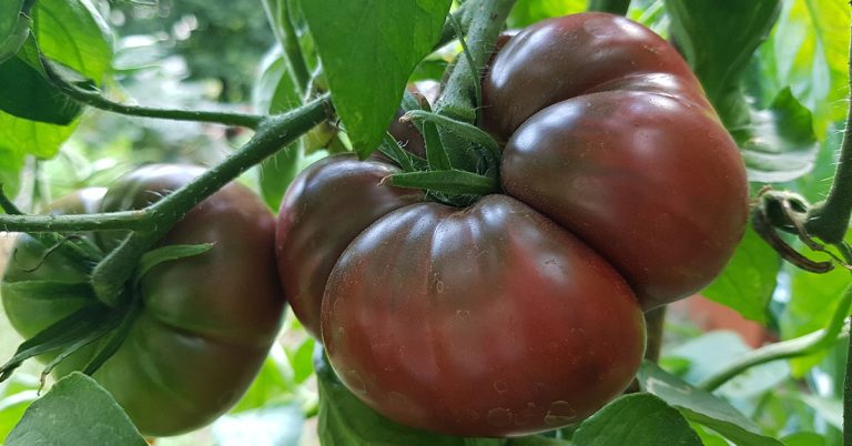Black Krim Tomato Growing & Uses - Featured image