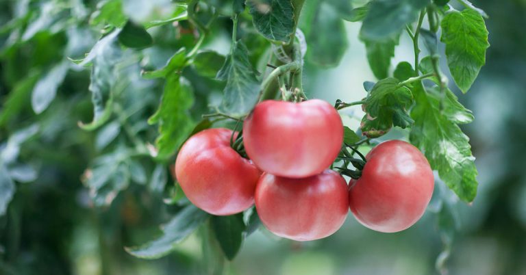 10 Things Tomato Gardeners Need To Do In Late August - Featured image