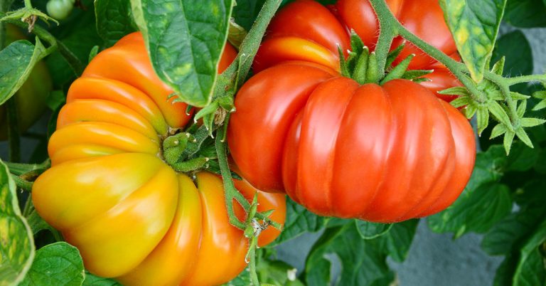 Brandywine Tomato Growing & Care Guide - Featured image