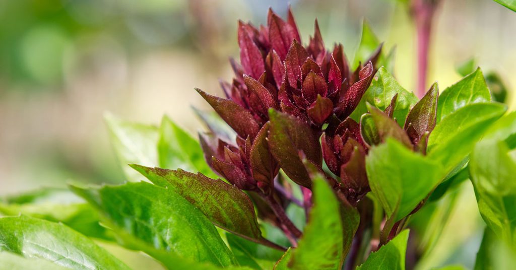 Cardinal Basil Growing & Care Guide - Featured image