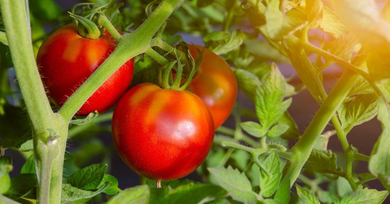 These Vegetables Are Ready To Harvest In August! - Featured image