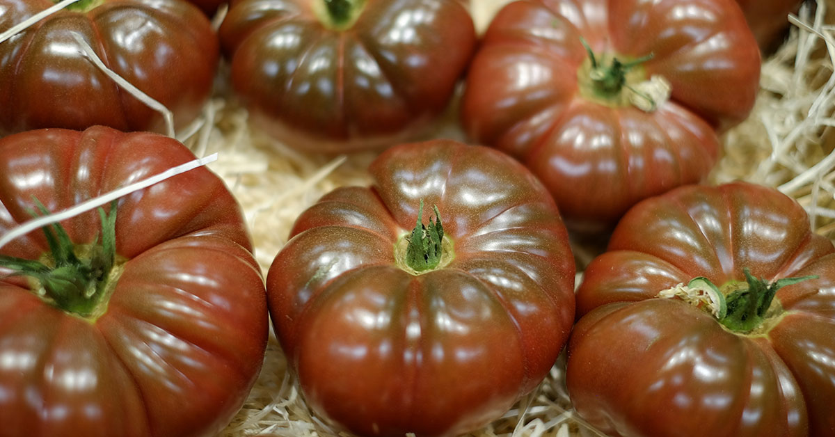 Cherokee purple tomatoes