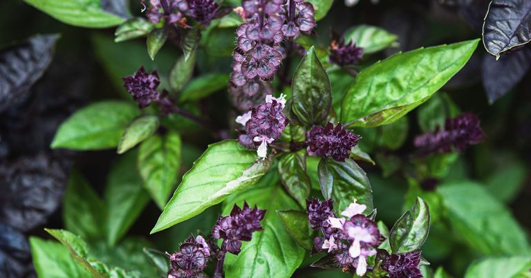 Cinnamon Basil Growing & Care Guide - Featured image
