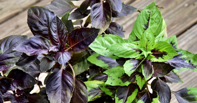 Dark Opal Basil Growing Guide - Featured image