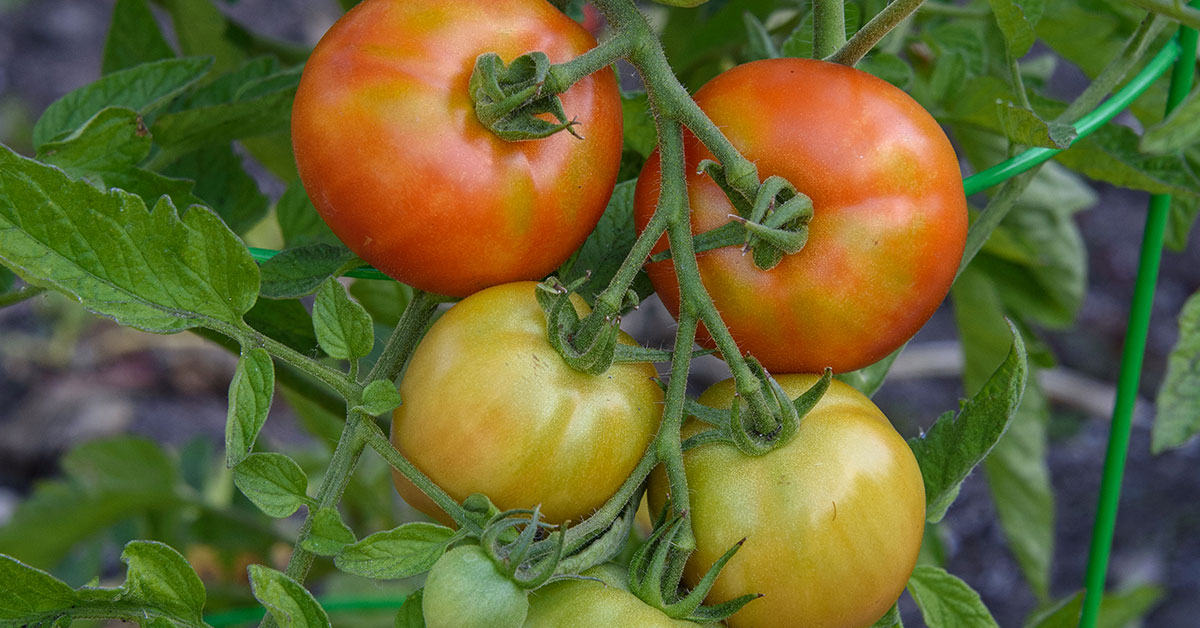 early girl tomato